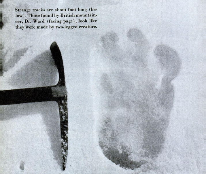 A photograph of an alleged yeti footprint taken at Menlung glacier on the Everest expedition by Eric Shipton in 1951.