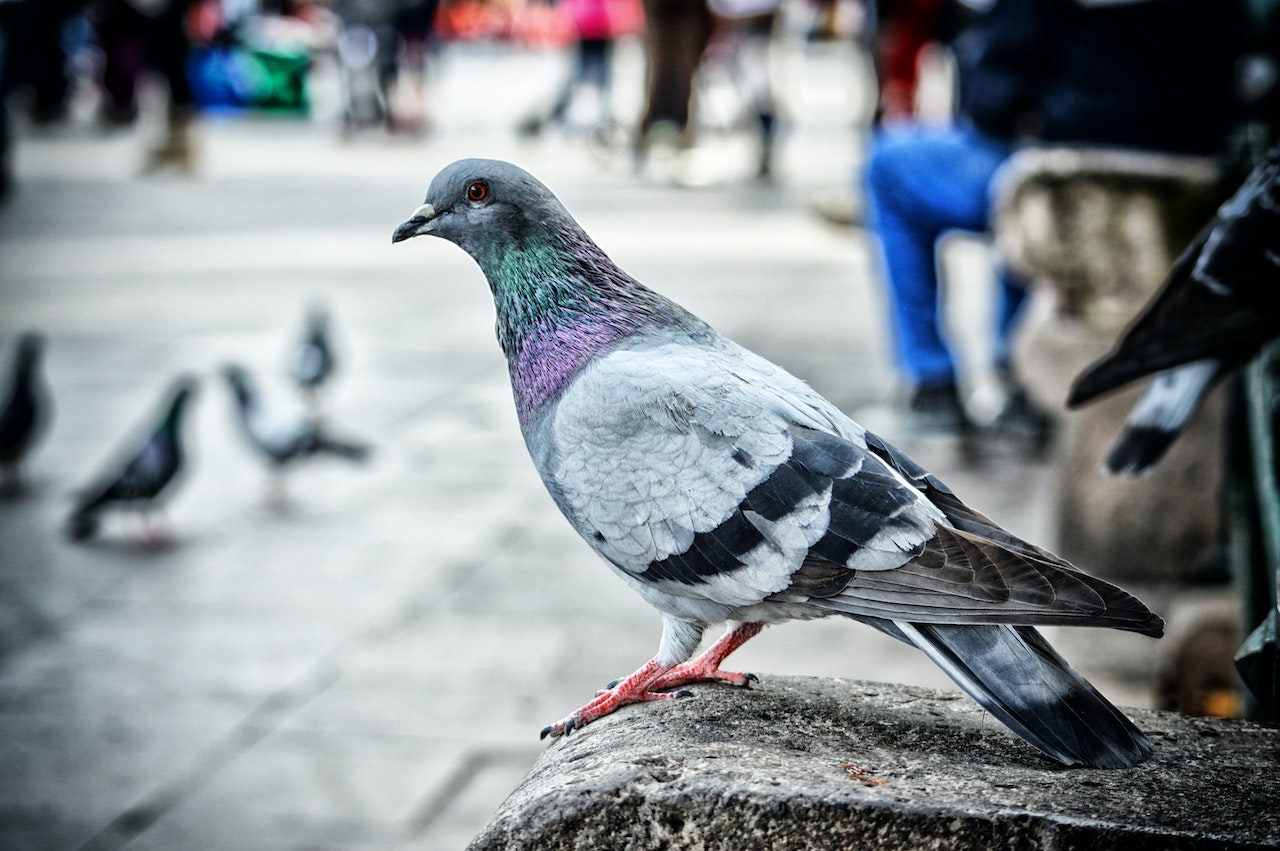 Pigeon Spy Ring Uncovered: Feathered Agents Revealed in Covert Operation